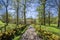 English Country lane in dappled sunlight