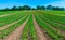 English countryside with courgettes plants growing in the field