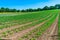 English countryside with courgettes plants growing in the field