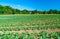 English countryside with courgettes plants growing in the field