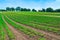 English countryside with courgettes plants growing in the field