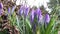 English countryside crocus in leaf litter