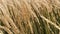 English countryside field, feather reed grass as nature and landscape background, slow motion