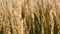 English countryside field, feather reed grass as nature and landscape background, slow motion