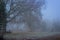 English countryside in fog