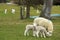 The English countryside - lambs, sheep and cricket