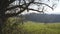 English Countryside near London. Early spring beech wood. Copy space background. Old tree with many small branches.