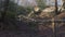 English Countryside near London. Early spring beech wood. Copy space background. The wooden staircase. View of tree