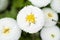 English daisy or bellis perennis plant with colourful white and white flowers macro close up.