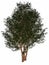 English or European yew, taxus baccata tree - 3D