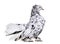 English Fantail pigeon standing against white background