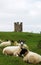 English Farm Sheep