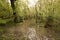 English flooded woodland