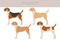 English foxhound clipart. Different poses, coat colors set