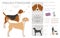 English foxhound clipart. Different poses, coat colors set