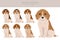 English foxhound clipart. Different poses, coat colors set