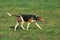 English Foxhound Dog standing on grass