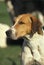 English Foxhound, Portrait of Dog