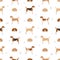 English foxhound seamless pattern. Different poses, coat colors set