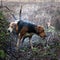 English Foxhounds at work