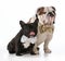 English and french bulldogs