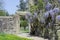 English garden with flowering wisteria on stone wall