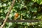 English Garden Robin