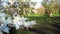 English garden at sunset with blooming magnolia tree branches Closeup