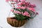 English geranium flowers