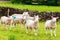 English grazing sheep in countryside