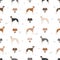 English greyhound dogs in different poses. Greyhounds seamless pattern