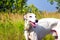 English greyhound on a green meadow