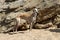 English greyhound in the sand