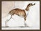 English greyhound Whippet painted in watercolor in profile