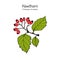 English hawthorn Crataegus laevigata , or mayflower, medicinal plant