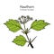 English hawthorn Crataegus laevigata , or mayflower, medicinal plant