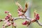 English hawthorn Crataegus laevigata Paul`s Scarlett buds in the garden