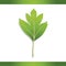 English hawthorn leaf. Vector illustration decorative design