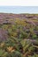 English Heathland