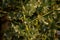 English Holly Ilex aquifolium growing in rural Suffolk