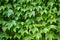 English Ivy is a clinging evergreen vine plant