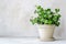 English Ivy in Flowerpot Closeup, Hedera Helix Macro House Plant in Flowerpot, Copy Space