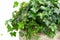 English Ivy in Flowerpot Closeup, Hedera Helix Macro House Plant in Flowerpot, Copy Space