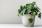 English Ivy in Flowerpot Closeup, Hedera Helix Macro House Plant in Flowerpot, Copy Space