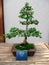 English Ivy (Hedera Helix) Bonsai