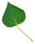 English Ivy - Hedera Helix - leaf