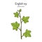 English ivy Hedera helix , ornamental and medicinal plant