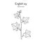 English ivy Hedera helix , ornamental and medicinal plant