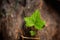 English Ivy Leaf, close up