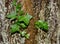 English ivy vine on a lichen covered tree trunk.